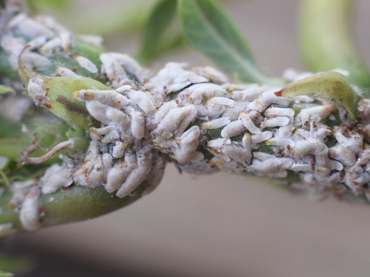 rapid-pest-help